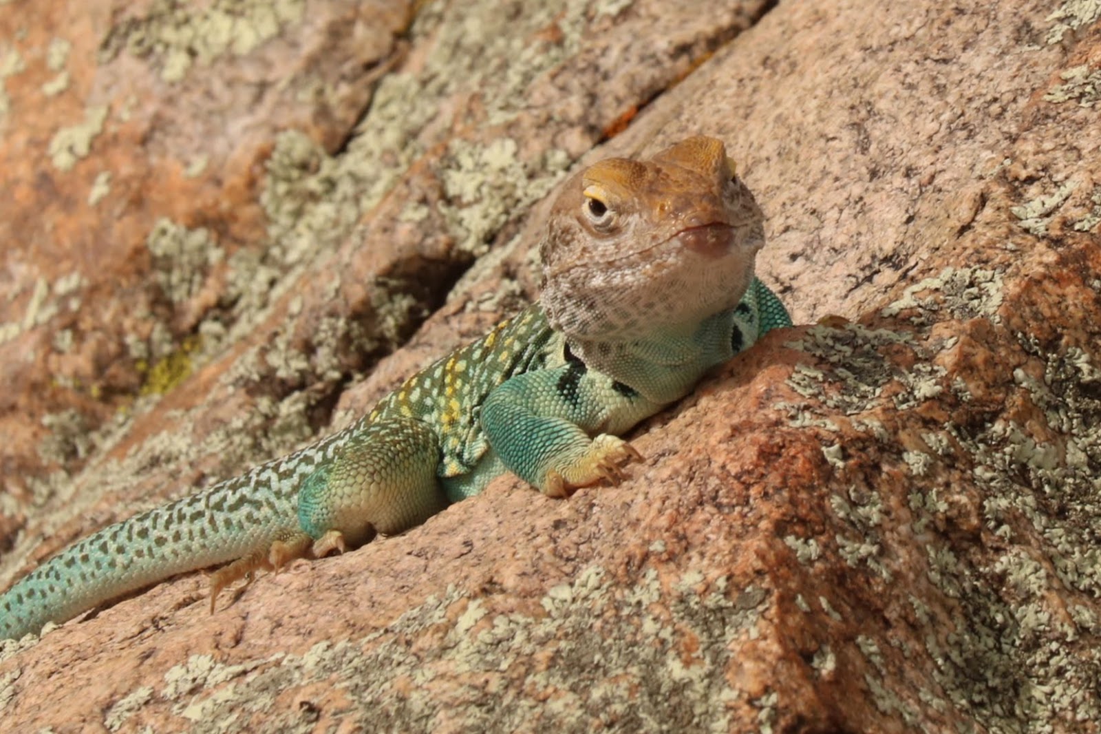The Most Colorful Lizard in Arizona