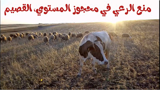 وزارة البيئة تمنع الرعي في محافظة الشماسية بالقصيم لـ 5 سنوات قادمة في خطوة للحفاظ على البيئة و الغطاء النباتي وزارة البيئة تمنع الرعي في محافظة الشماسية بالقصيم لـ 5 سنوات قادمة في خطوة للحفاظ على البيئة و الغطاء النباتي