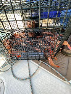 Spot prawns (Pandalus platyceros) in a trap.