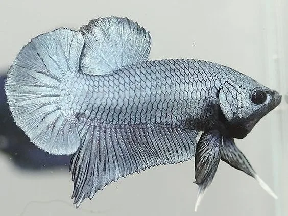 Ikan Cupang Metalik - Copper Betta - Ikanhiasku.net