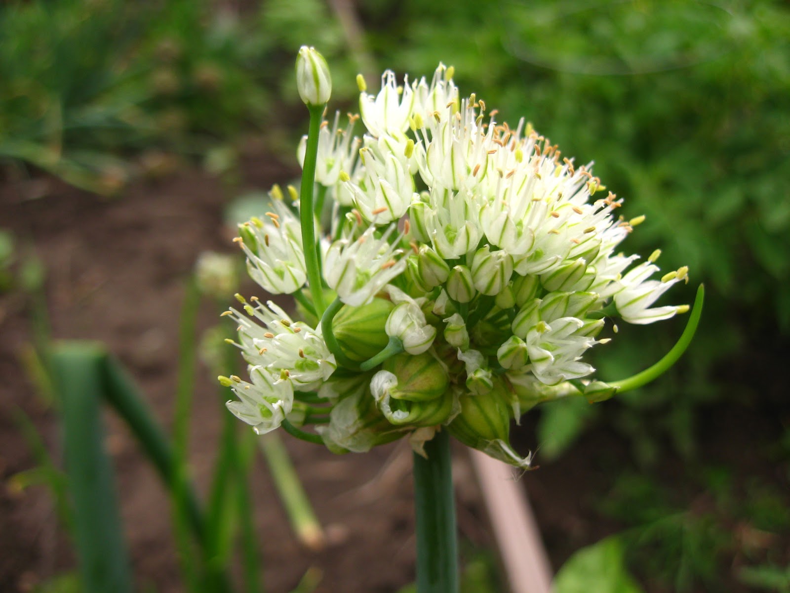 Plant Adventurer An Intro to Walking Onions