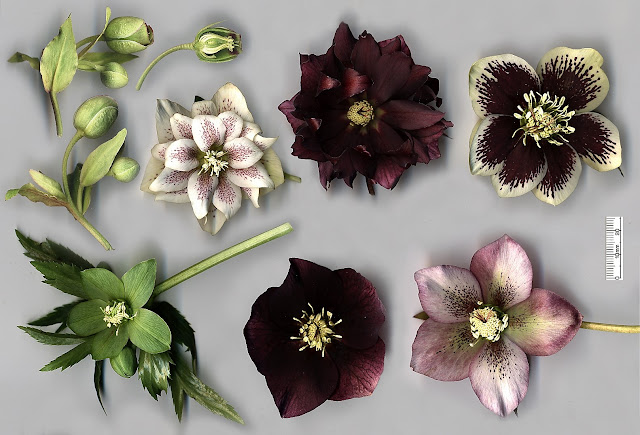 hellebore flowers of different colours