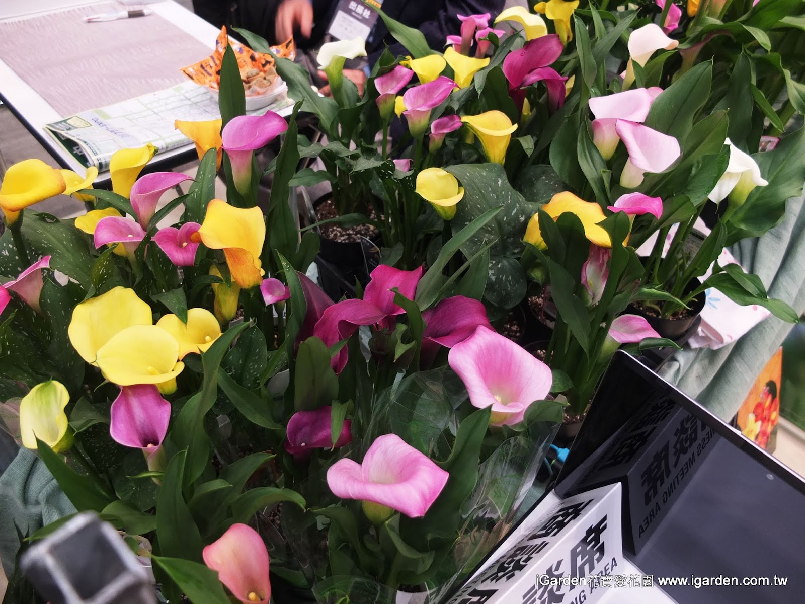 園藝達人栽培術 彩色甜筒 海芋 園藝部落格 Igarden 花寶愛花園園藝文摘plus