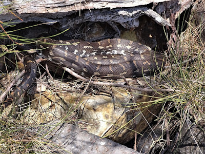 Sich sonnende Rautenpython Australische Tiere - Rautenpython
