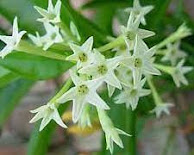 Night Blooming Jasmine  (नाईट ब्लूमिंग जास्मीन)