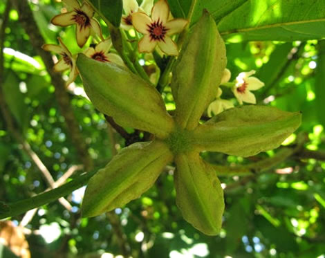 Kola tree with nuts and flowers