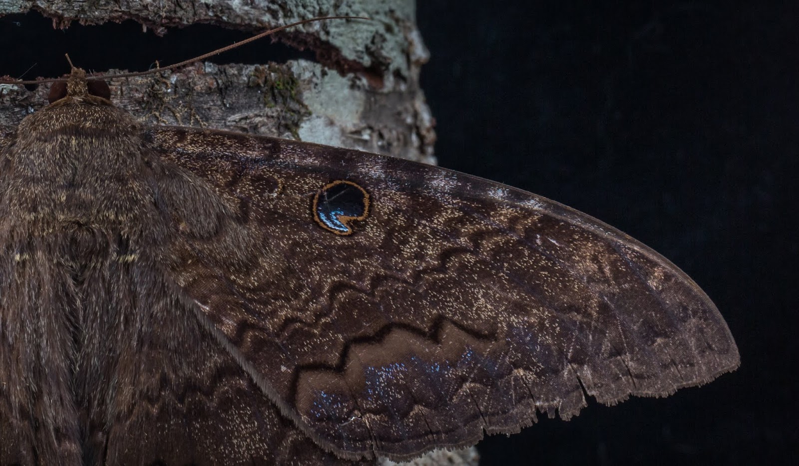 NatureWatch Mariposa de la Muerte