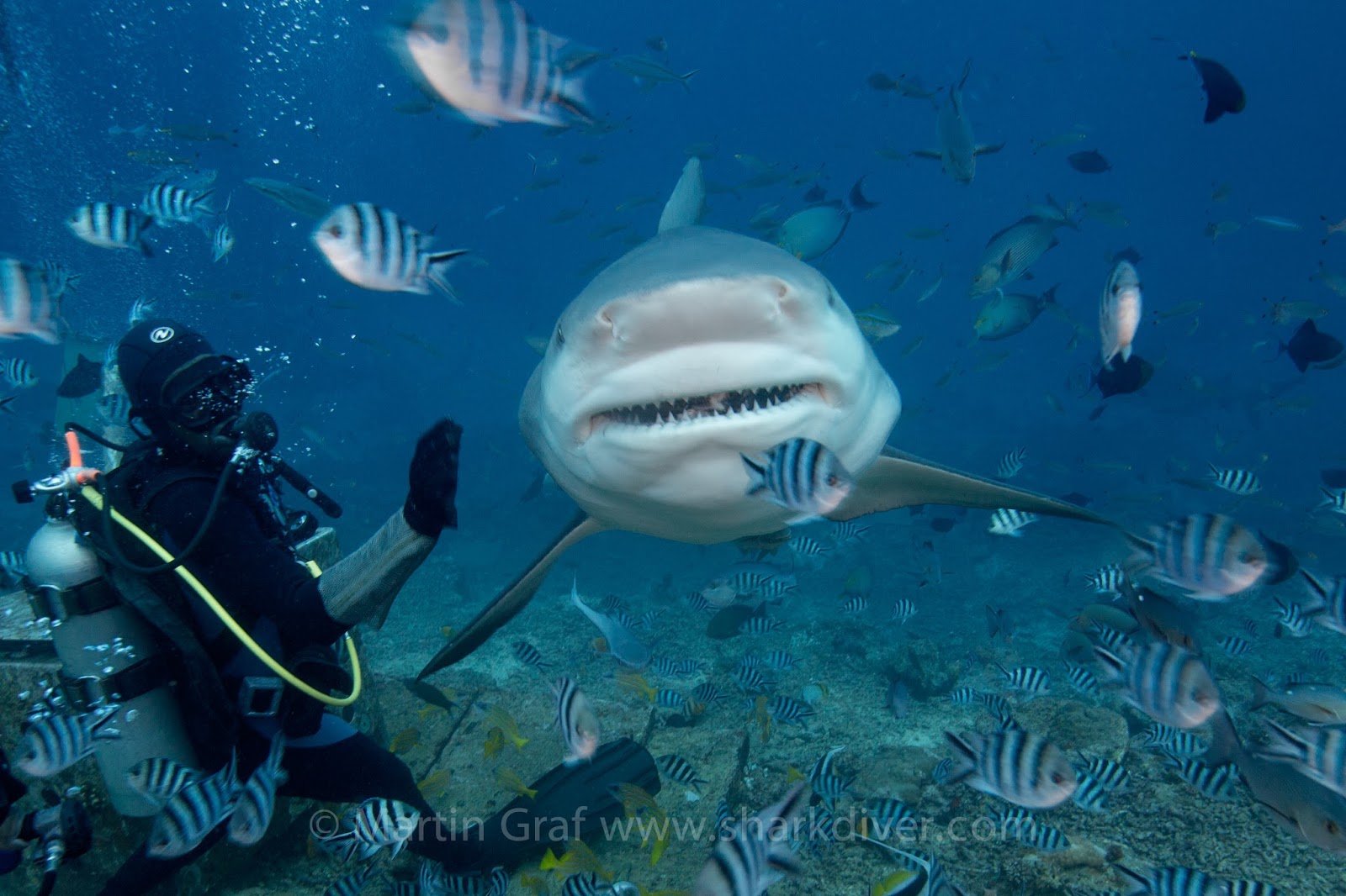 Shark Diver : Shark Diving : Swimming With Sharks: Win a week of diving
