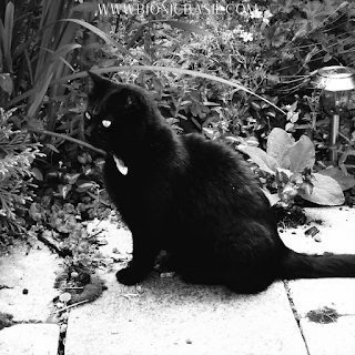 National Black Cat Day ©BionicBasil® Angel Humphrey