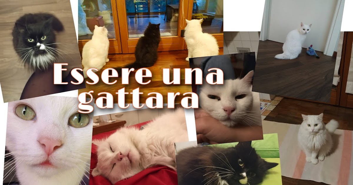ITALIAN CATS VLOG The secret life of an Italian crazy cat lady Vita