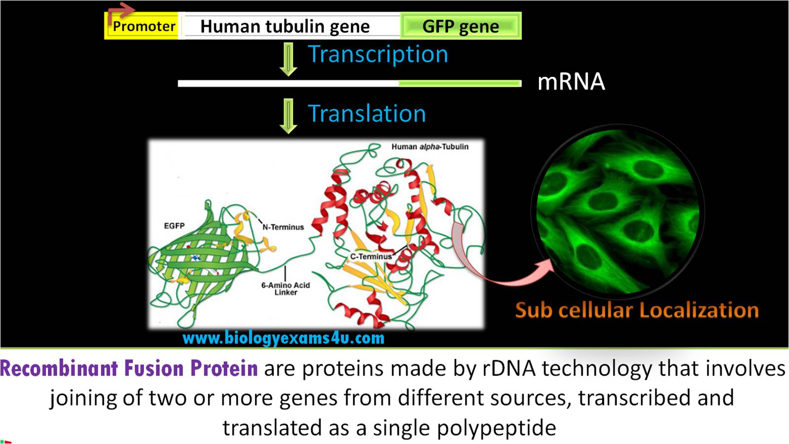 Fusion Protein and its uses