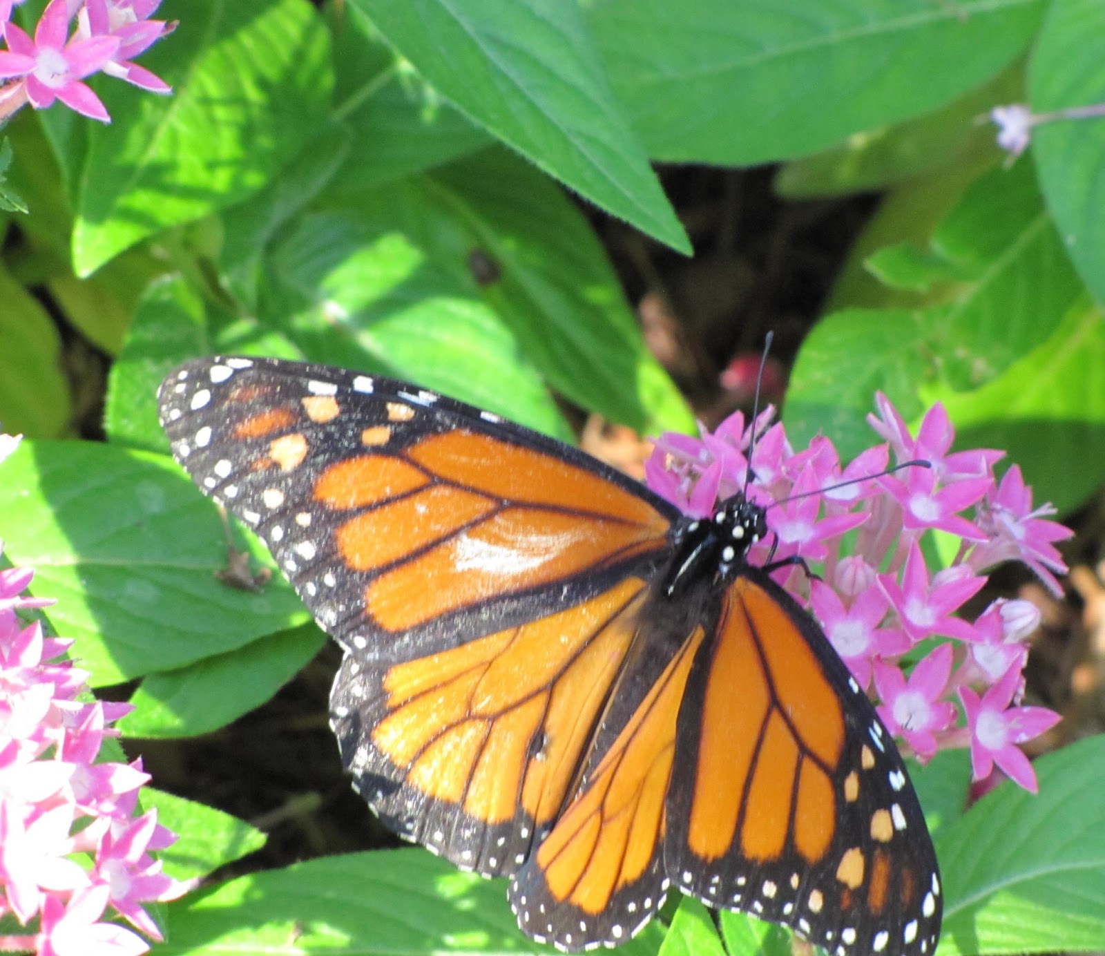 Butterfly House/Huntsville Botanical Garden