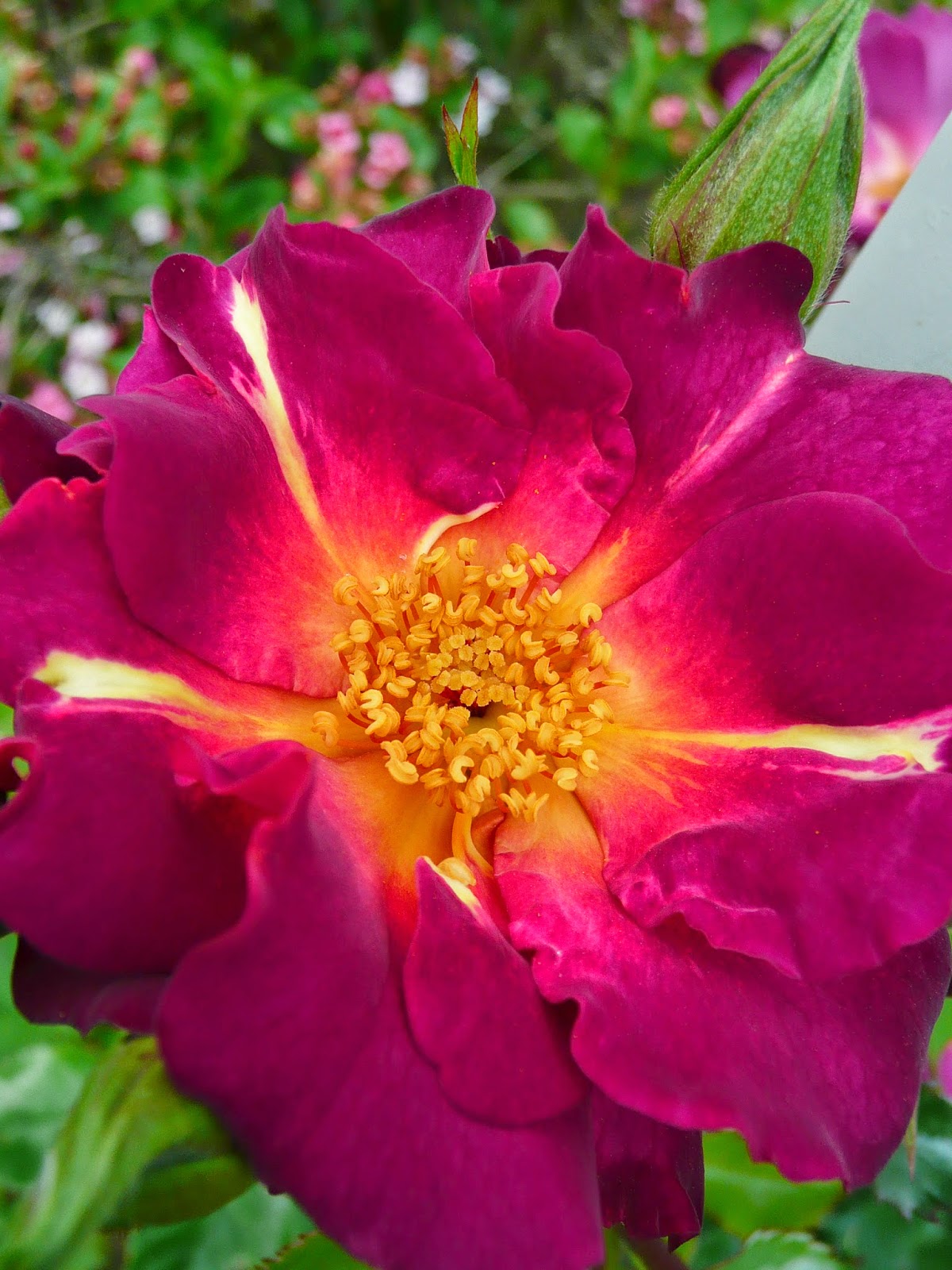 Les roses du jardin secret: Wild rover. Dickson 2007.