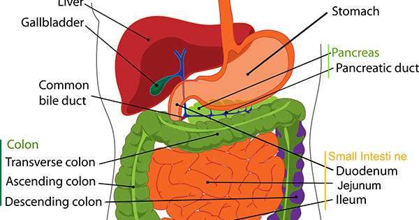 CBSE Papers, Questions, Answers, MCQ: Class 10 - Biology - Life