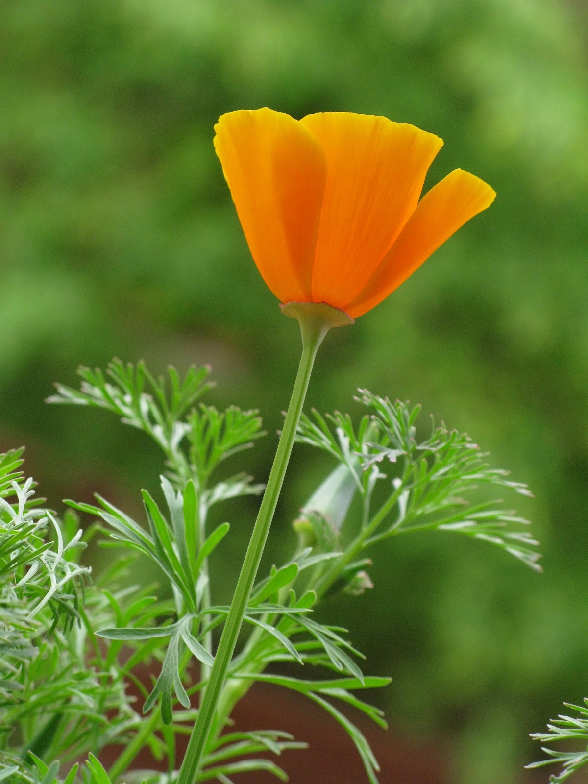 Flores y Palabras Amapola de California en mi jardinera