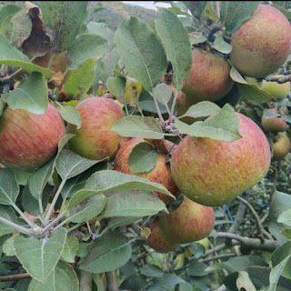 jual apel malang di cimahi jual apel malang di cimahi