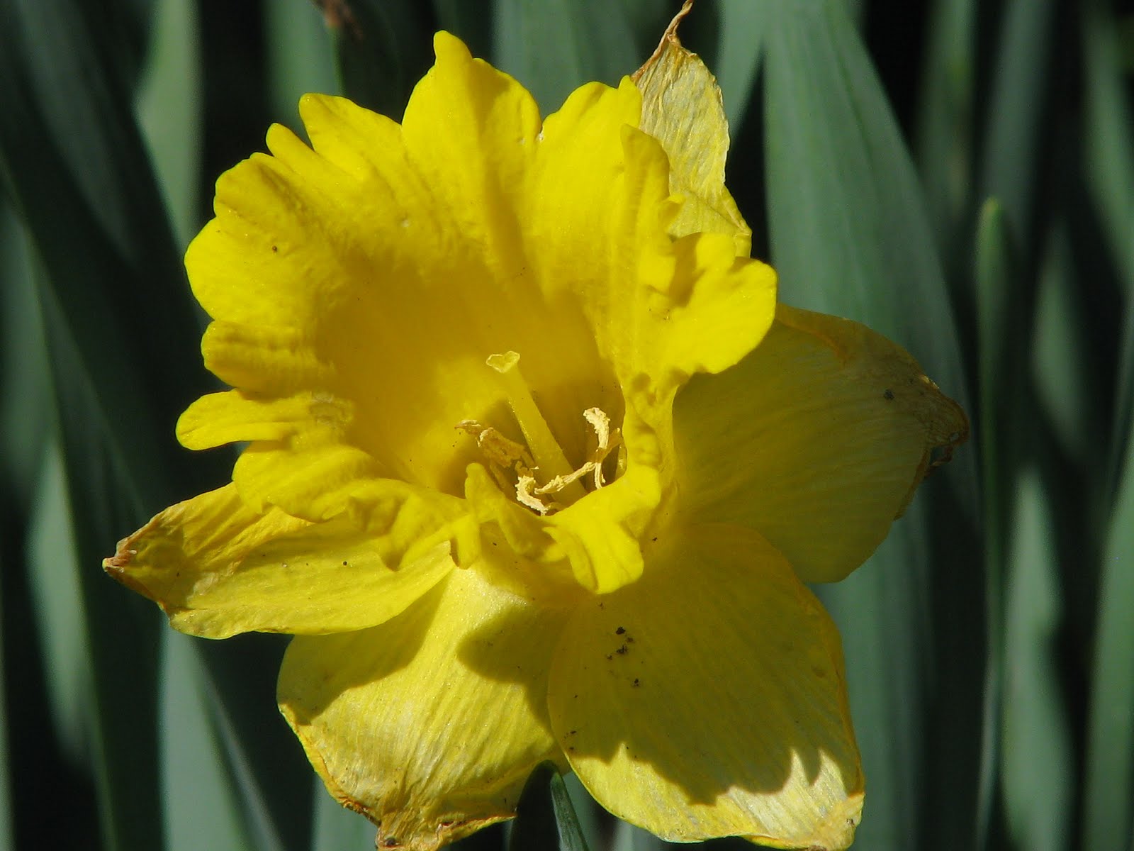I, too, am here The Daffodil Poem