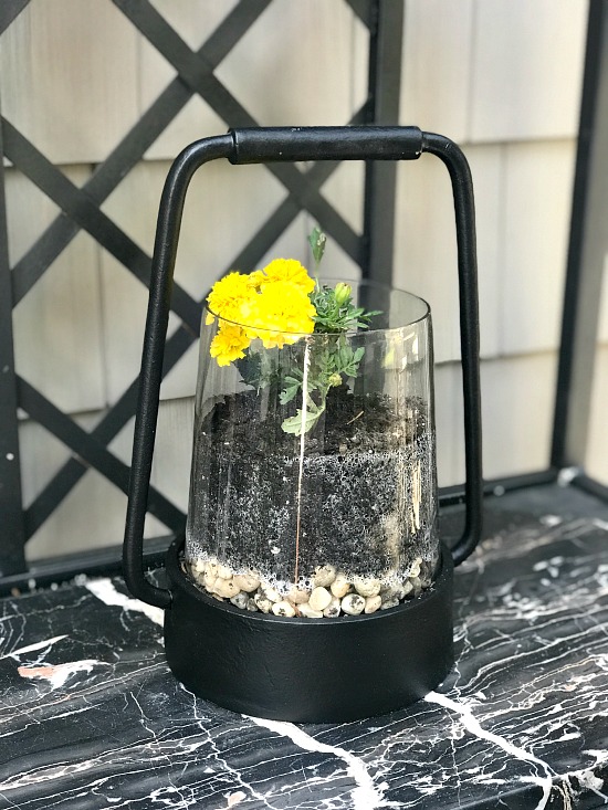 Plant marigolds in a repurposed candle lantern. 