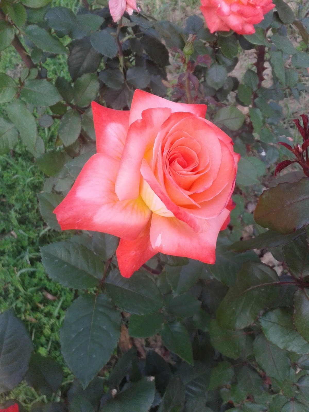 Pink, White and Yellow Color Mixed Rose Real Roses Pictures From Rose