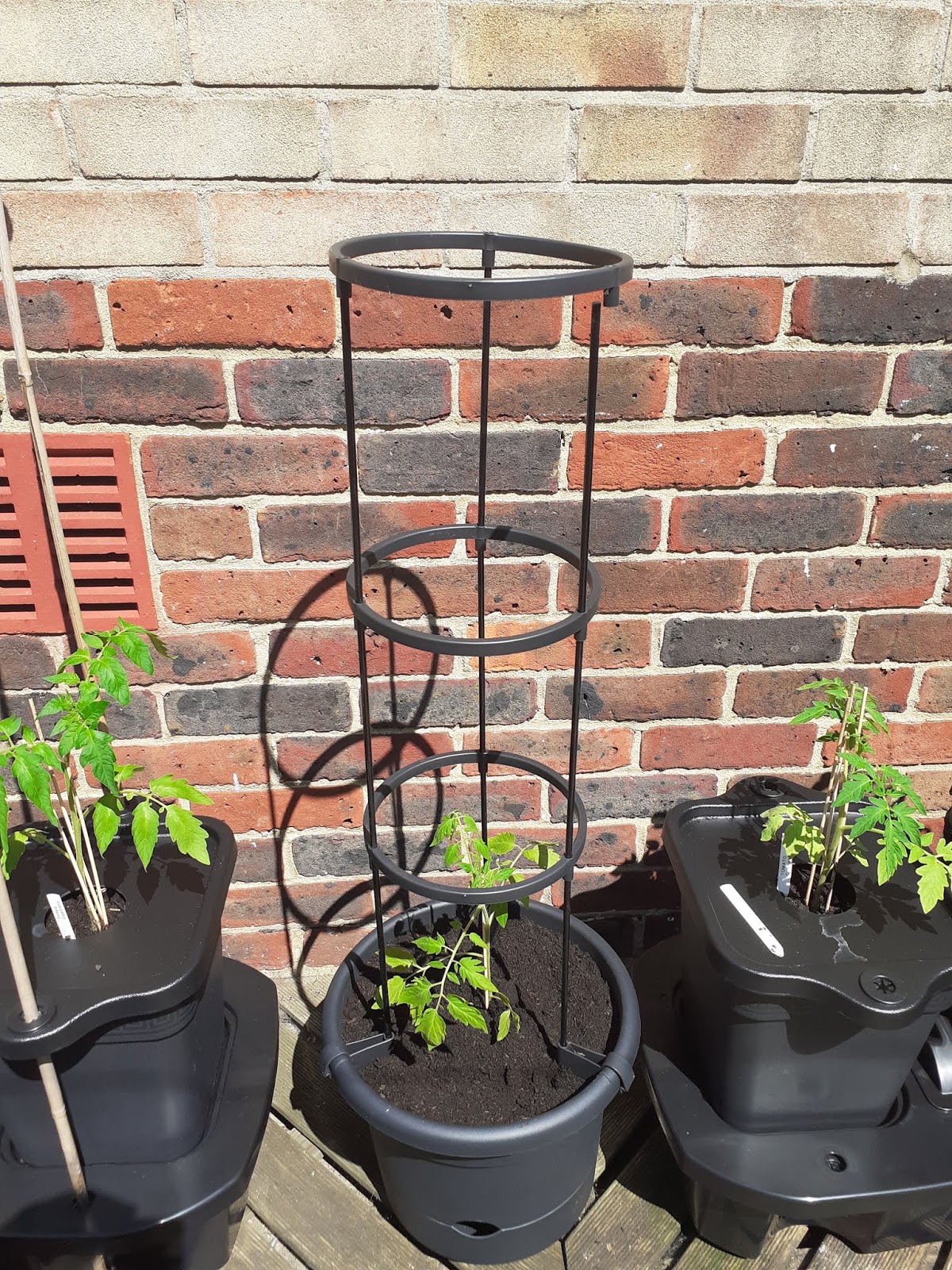 Alans Allotment elho Green Basics Tomato Pot