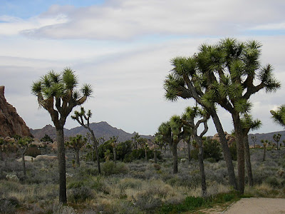 Joshua Tree Forest: photo by Cliff Hutson