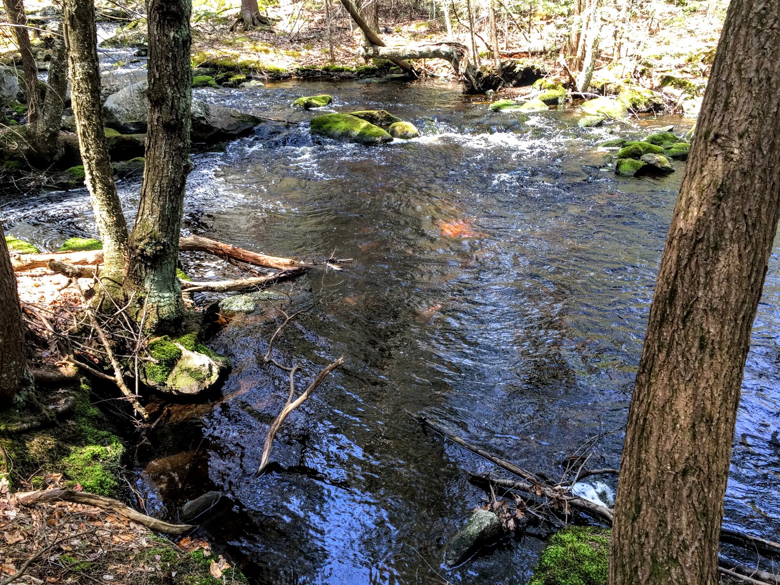 The Daily Woot Trout Brook Conservation Area