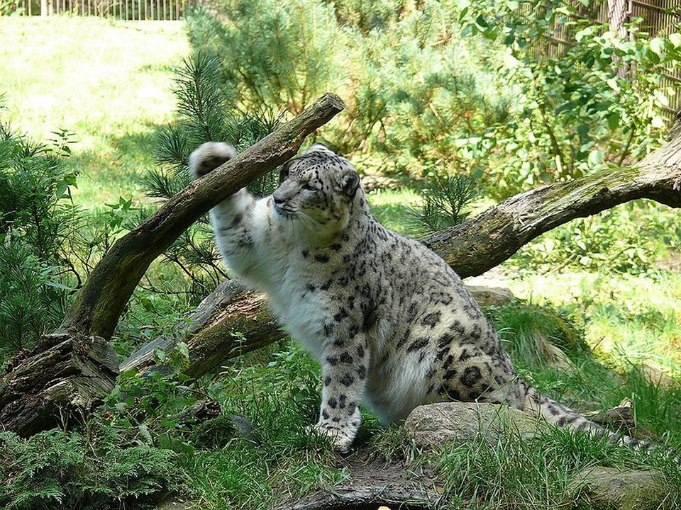 Nature's Mighty Pictures: Snow Leopard