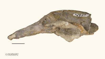 Cifelliodon skull