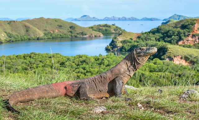 Labuan Bajo Tourism - The Beauty of Indonesia's Natural Enchantment