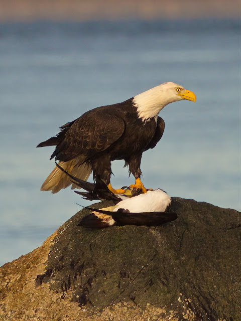 Eagle, booby 1
