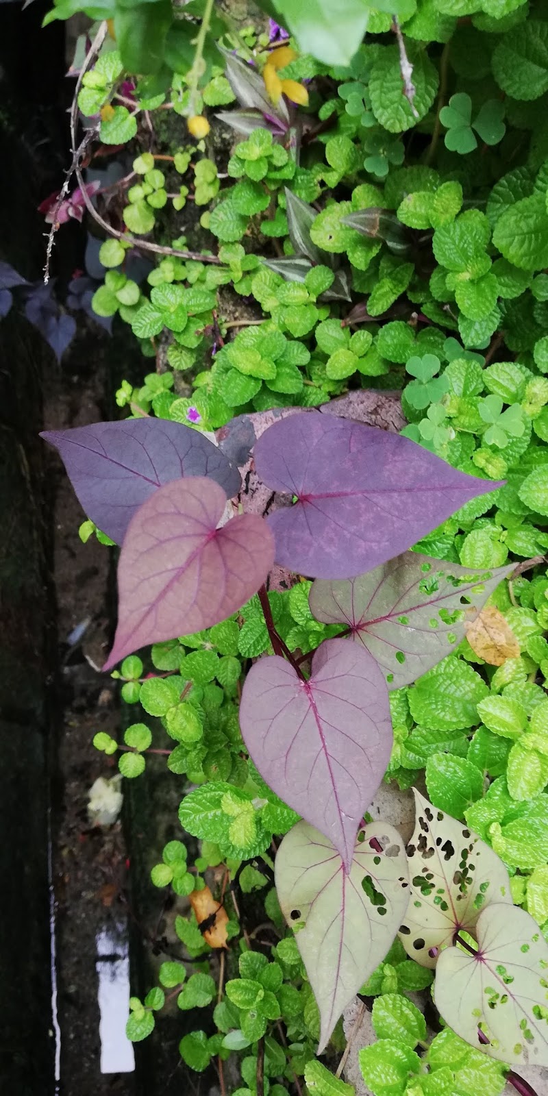 Garden Chronicles of James David Sweet Potato Vine Purple Heart