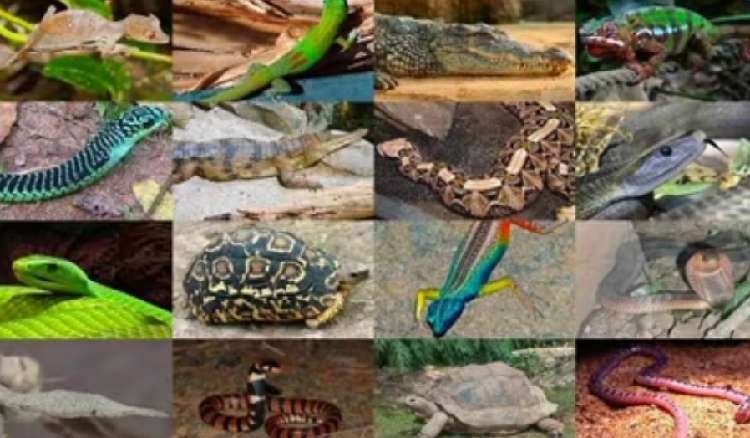 Name the largest reptile found in only in Africa? My Telenor