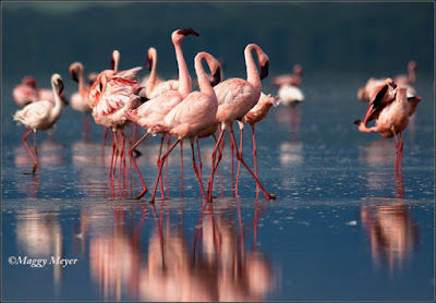 Phoenicopterus roseus