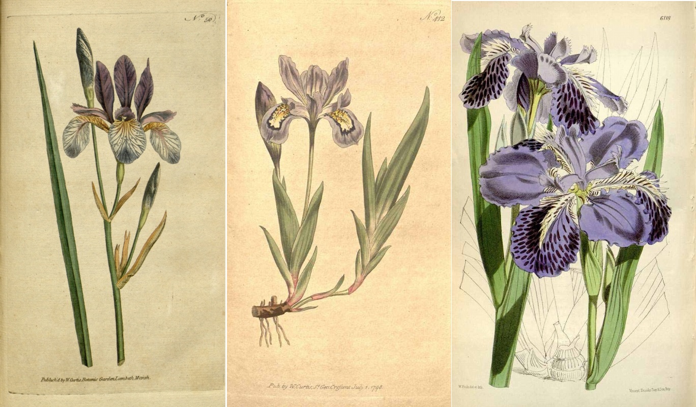 FLOS, 花, BLUME, FLOWER, 華,FLEUR, FLOR, ЦBETOK, FIORE