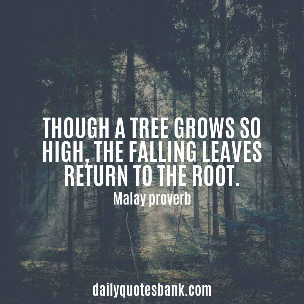 100 Inspirational Quotes About Planting Trees For Future Generations