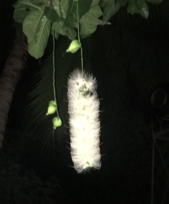 Marinduque Rising: Bitoon (Barringtonia Asiatica) ang pangalang umaayon ...