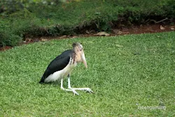 taman burung tmii jakarta