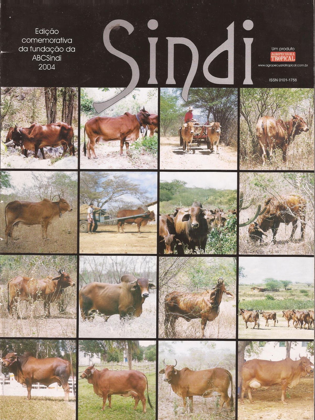 Bahia Red Sindhi O SINDI É O REI