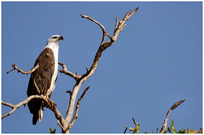 Pigargo vientre blanco Haliaeetus leucogaster