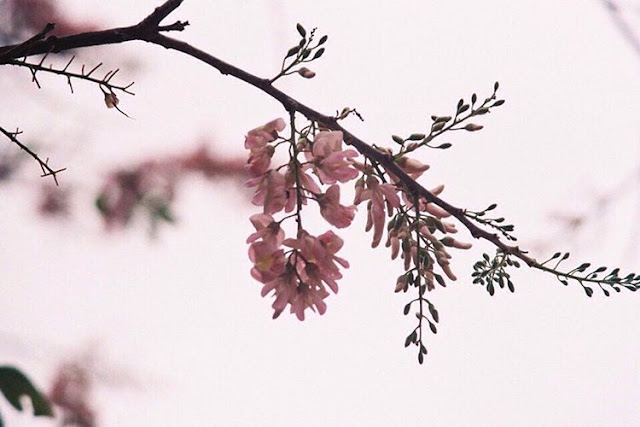 Bạn Có Hẹn Với Thiên Đường Mùa Thu Trong Nước ? - 4