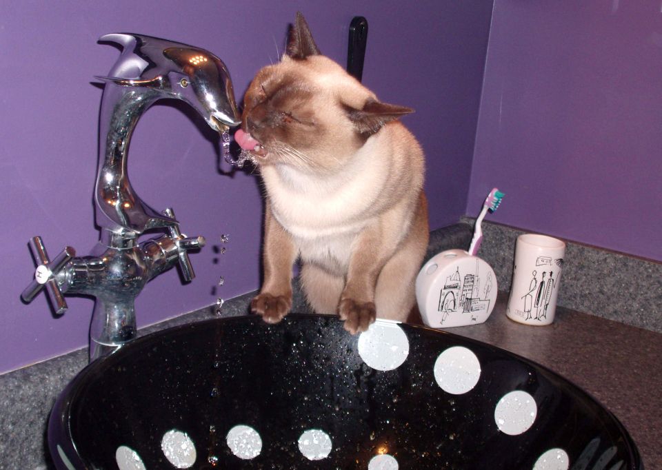 Can't Touch That I'm A Germaphobe! Spitting At Cats