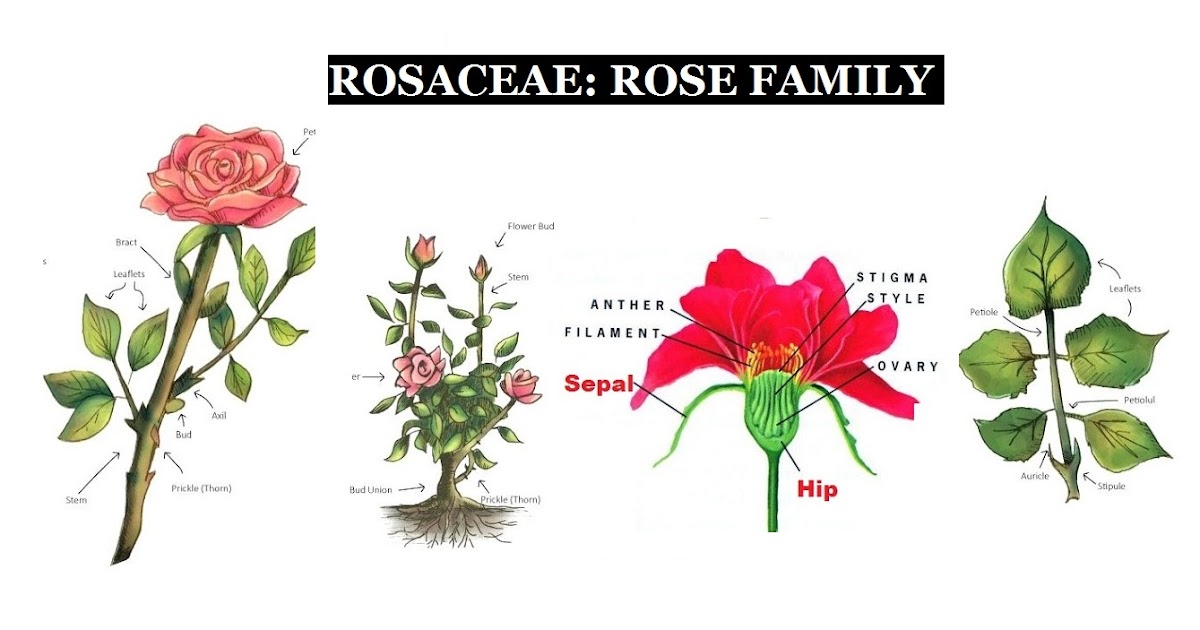 ROSE FAMILY ROSACEAE Diagnostic characters , floral diagram