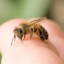 abeille qui puique un doigt