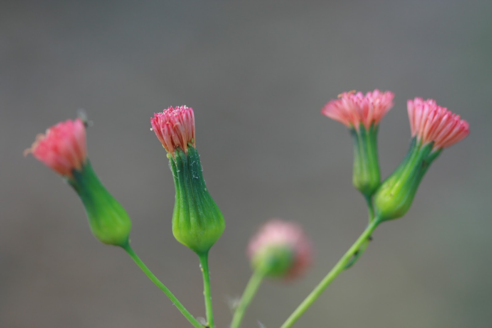 Native Florida Wildflowers Florida Tasselflower Emilia fosbergii