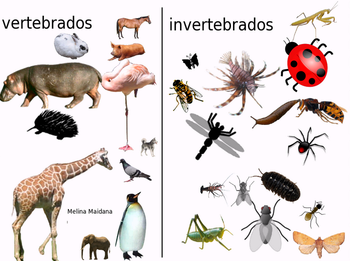 Animais Vertebrados E Invertebrados: Quais As Diferenças