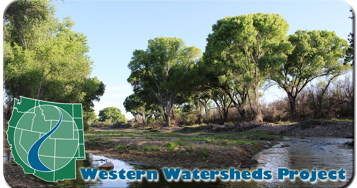 THE WESTERNER WWP sues to protect San Pedro Riparian National