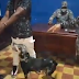 Coronel le entrega hombre detenido en Toque de Queda a un perro - Mira el VIDEO