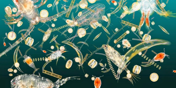 What are microscopic animals in the ocean/water called?