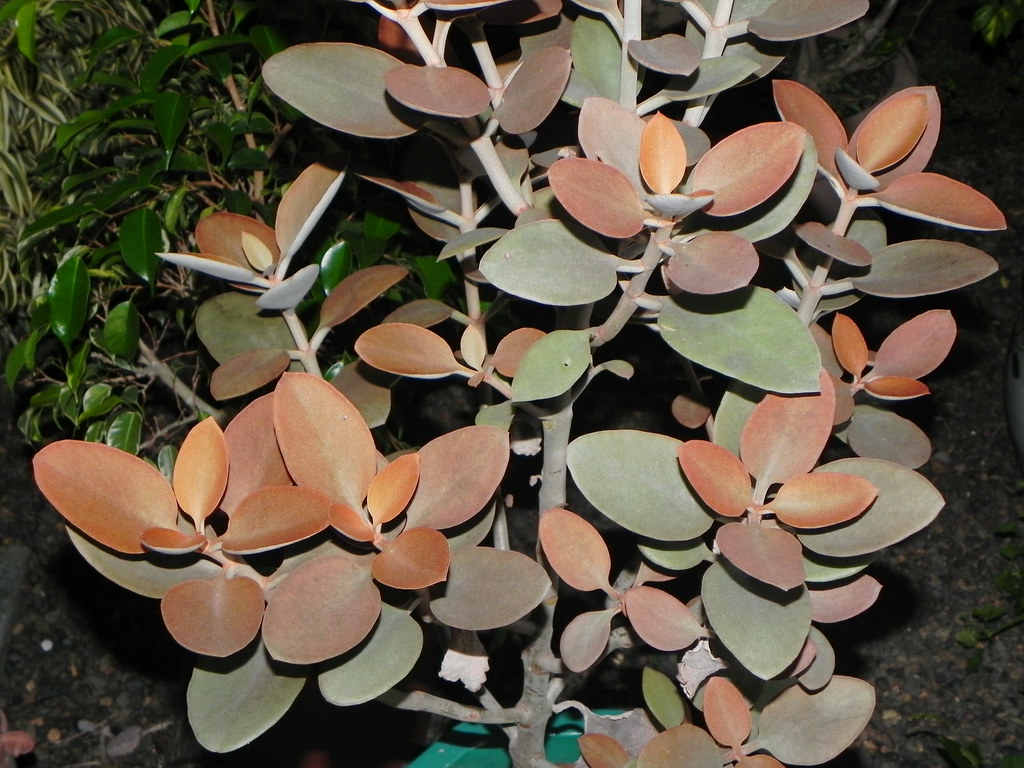 Kalanchoe orgyalis Copper spoons care and culture Travaldo's blog