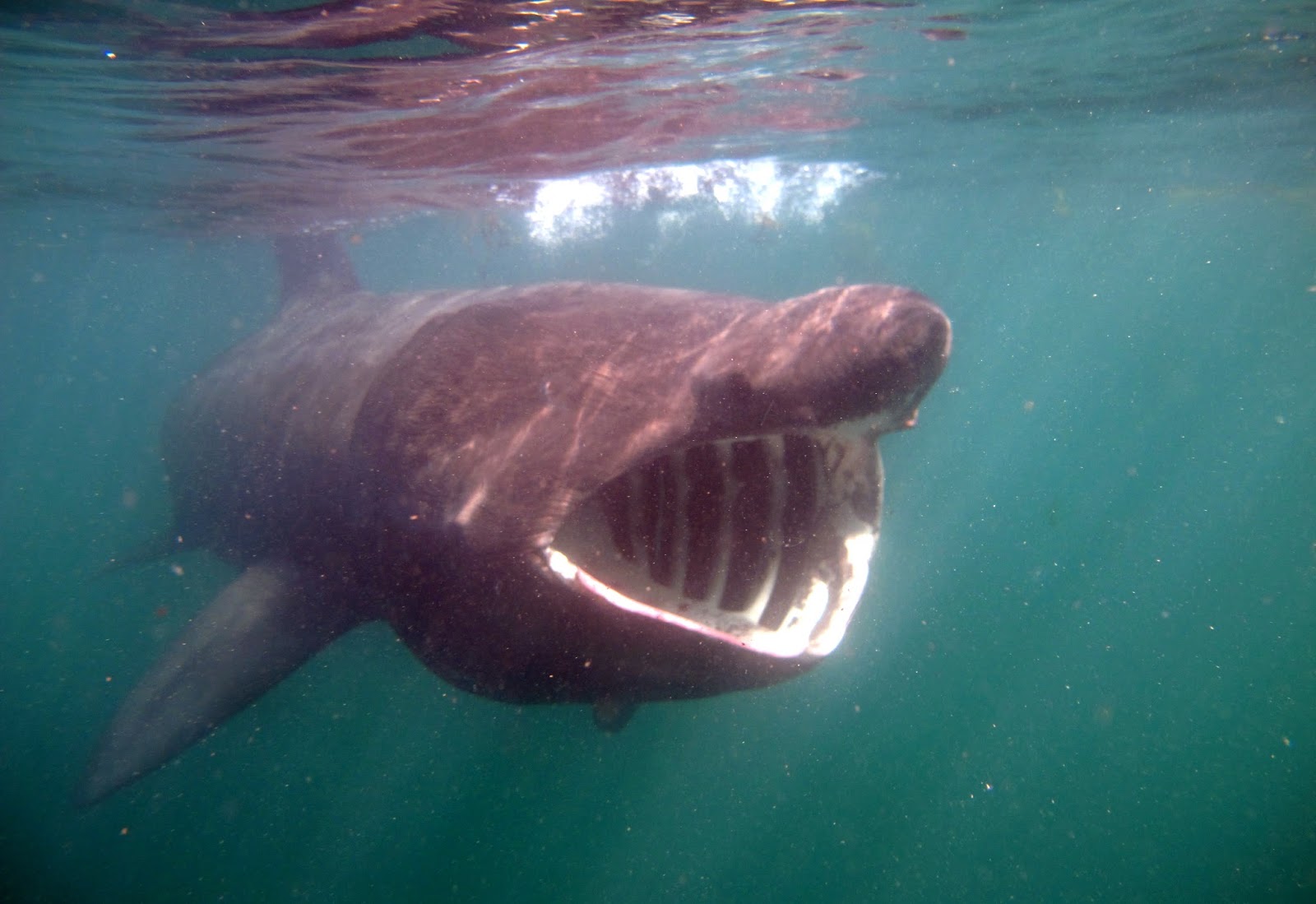 Basking Shark Mouth 71